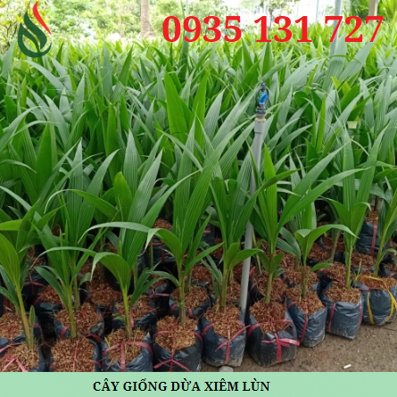 CÂY GIỐNG DỪA XIÊM LÙN