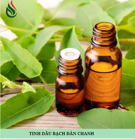 TINH DẦU BẠCH ĐÀN CHANH