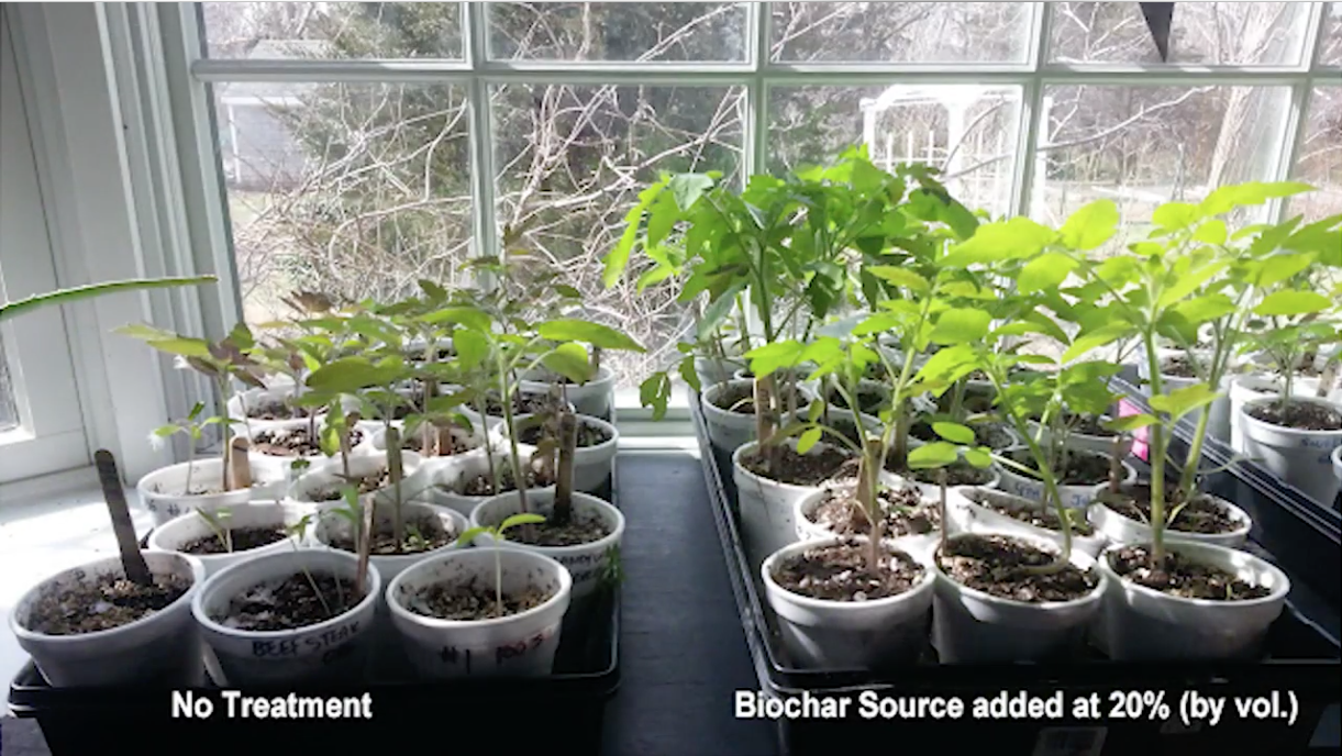 Biochar cải tạo đất